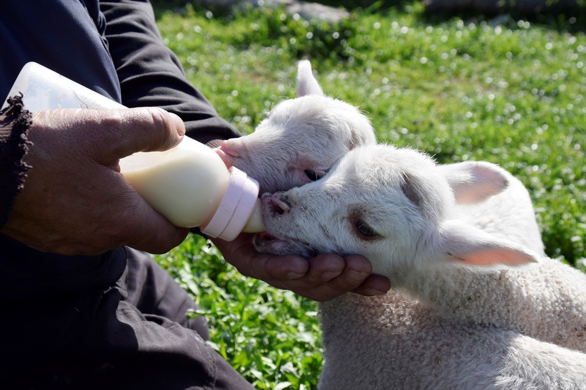 Manisa'nın Turgutlu ilçesinde besicilik yapan 52 yaşındaki İslam Akgül, koyununun tek batında 5...