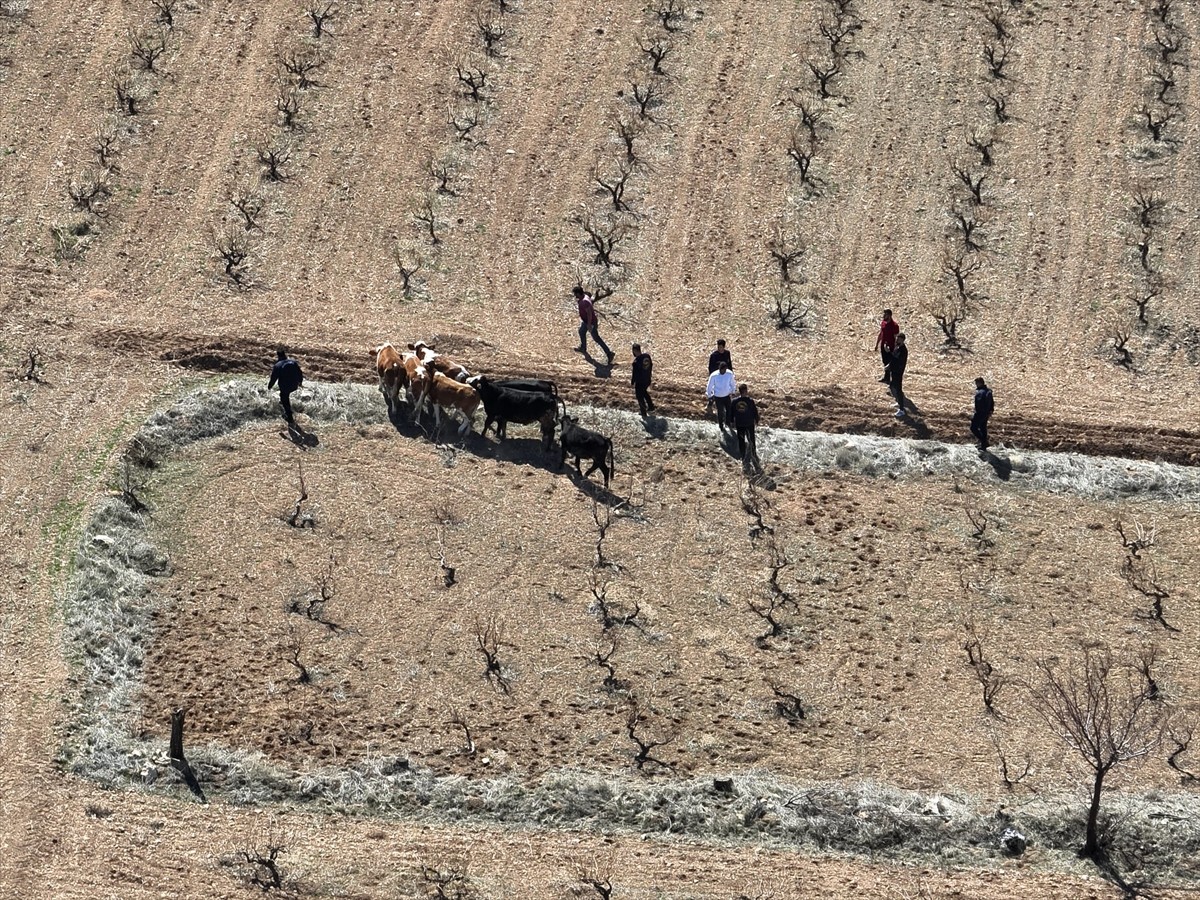 Nevşehir'de mandıradan büyükbaş hayvan çaldıkları öne sürülen 2 zanlı gözaltına alındı. Avanos...