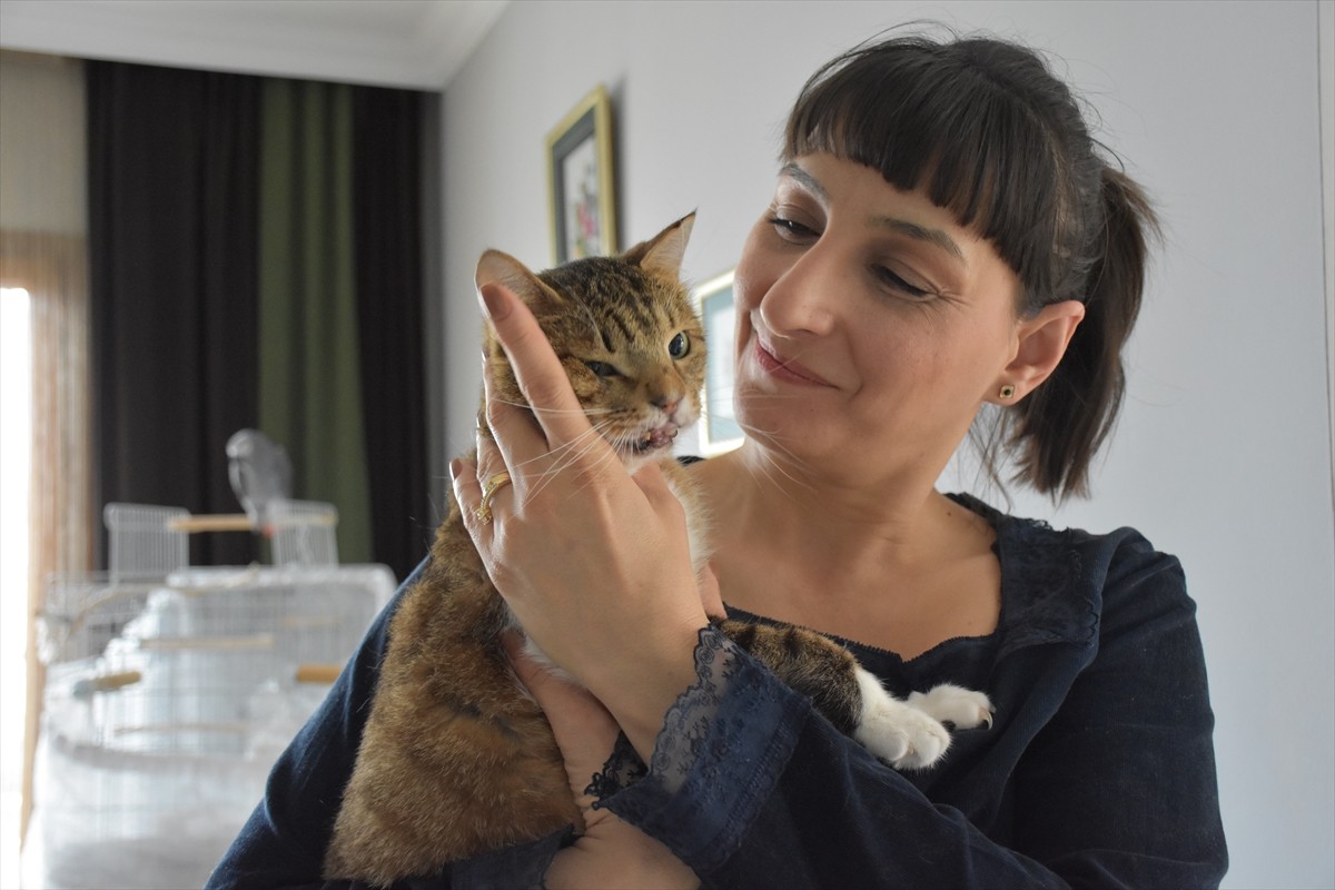 Trabzon'da yaşayan Nilay Musacalı ve ailesi, çeşitli nedenlerle terk edilen su kaplumbağası...