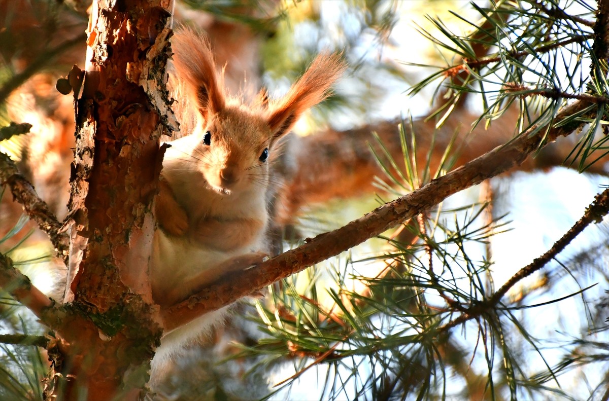 Karların erimeye başladığı Kars'ın Sarıkamış ilçesinde, ormanlar, parklar ve bahçeler kızıl...