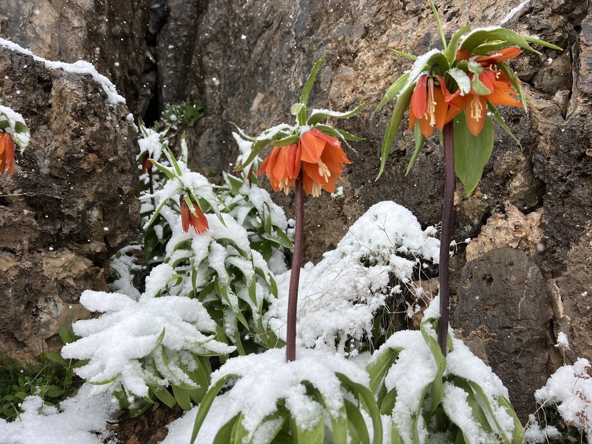 Şırnak'ın Uludere ilçesinde baharda açan endemik ters laleler, yağışın ardından karlar içinde...