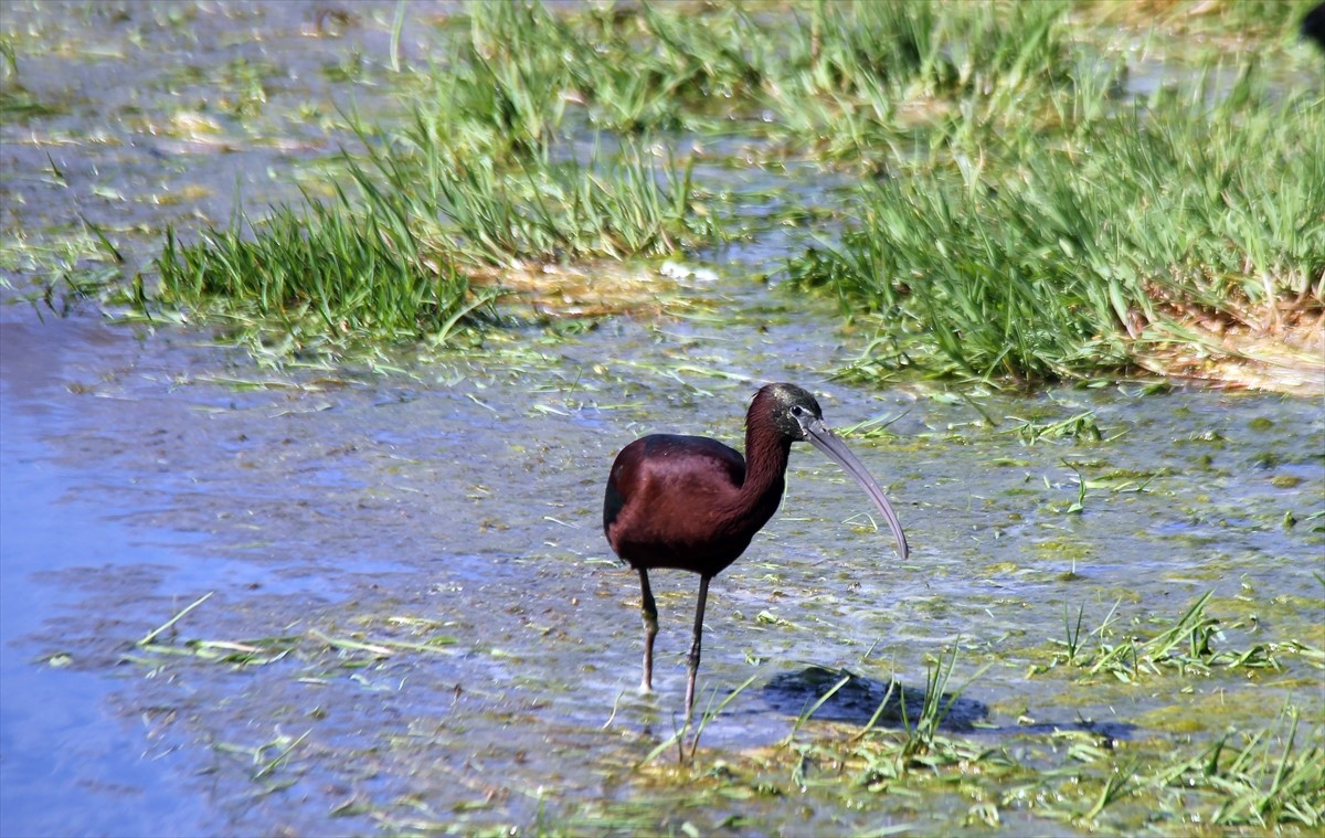 Sivas'ın Hafik ilçesinde nesli tükenme tehlikesi altındaki çeltikçi kuşu fotoğraflandı.