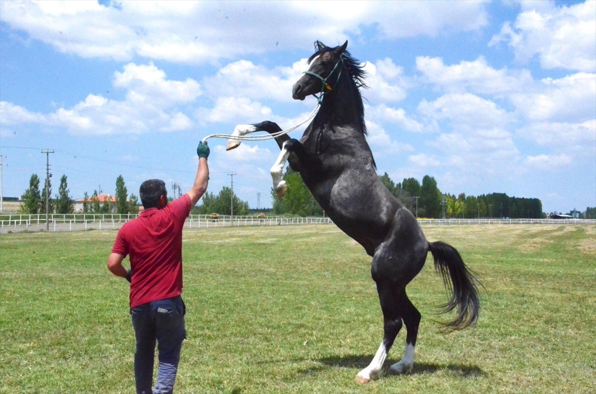 Tarım ve Orman Bakanlığına bağlı Tarım İşletmeleri Genel Müdürlüğünün (TİGEM), 2025 yılı safkan...