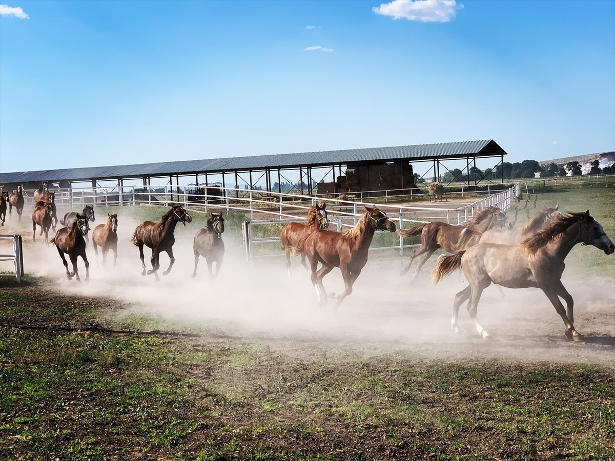 Tarım ve Orman Bakanlığına bağlı Tarım İşletmeleri Genel Müdürlüğünün (TİGEM), 2025 yılı safkan...