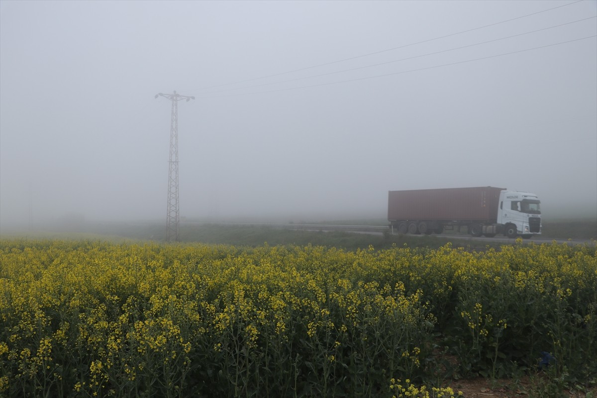 Tekirdağ'da sis nedeniyle görüş mesafesi 40 metreye kadar düştü.