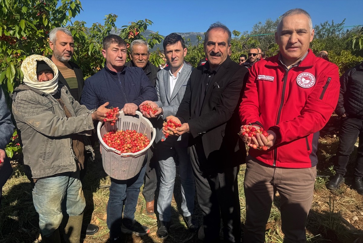 Türkiye'nin erkenci kiraz üretim merkezi Manisa'nın Şehzadeler ilçesinde sezonun ilk ürünü hasat...