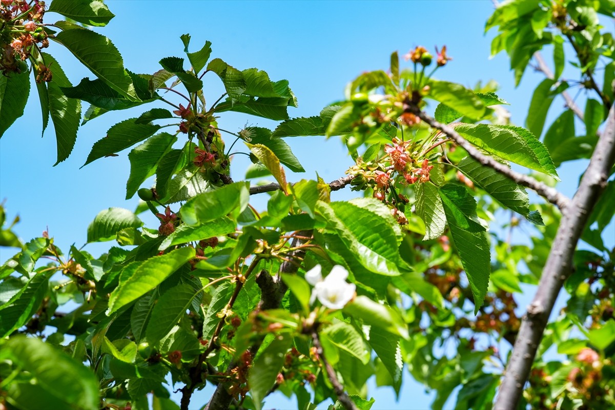 Türkiye Ziraat Odaları Birliği (TZOB) Genel Başkanı Şemsi Bayraktar (sağ 2), İzmir'in Kemalpaşa...