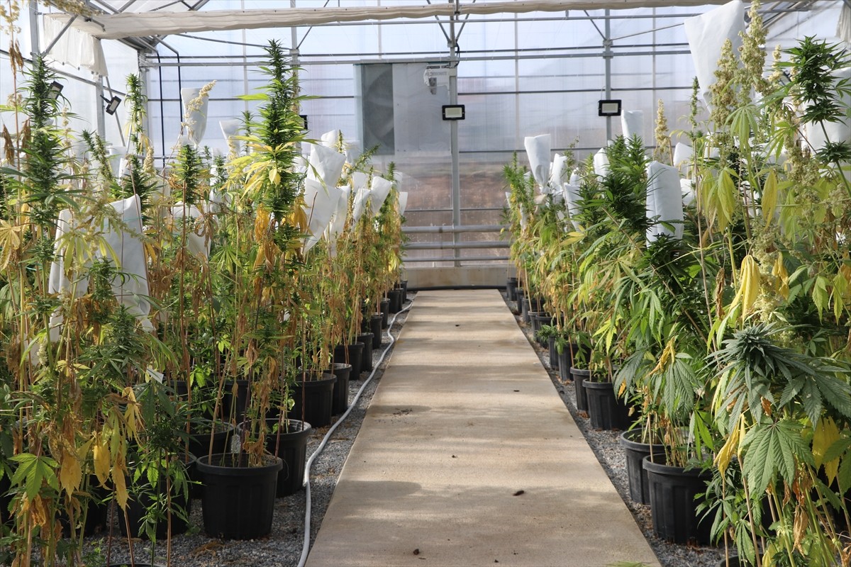 Yozgat Bozok Üniversitesi'nde yerli kenevir tohumu çeşitleri üretmek amacıyla ıslah çalışması...