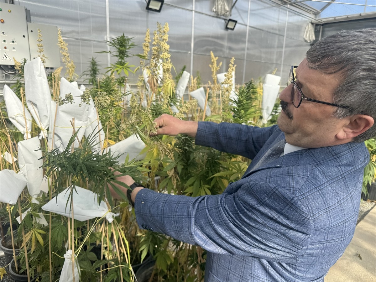 Yozgat Bozok Üniversitesi'nde yerli kenevir tohumu çeşitleri üretmek amacıyla ıslah çalışması...