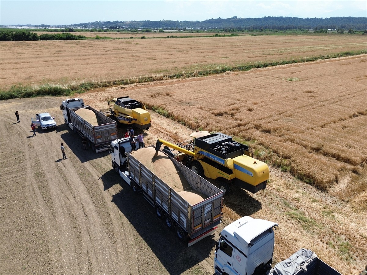 Antalya'nın Aksu ilçesinde yılın ilk buğday hasadına başlandı, dekar başına 550-600 kilogram...
