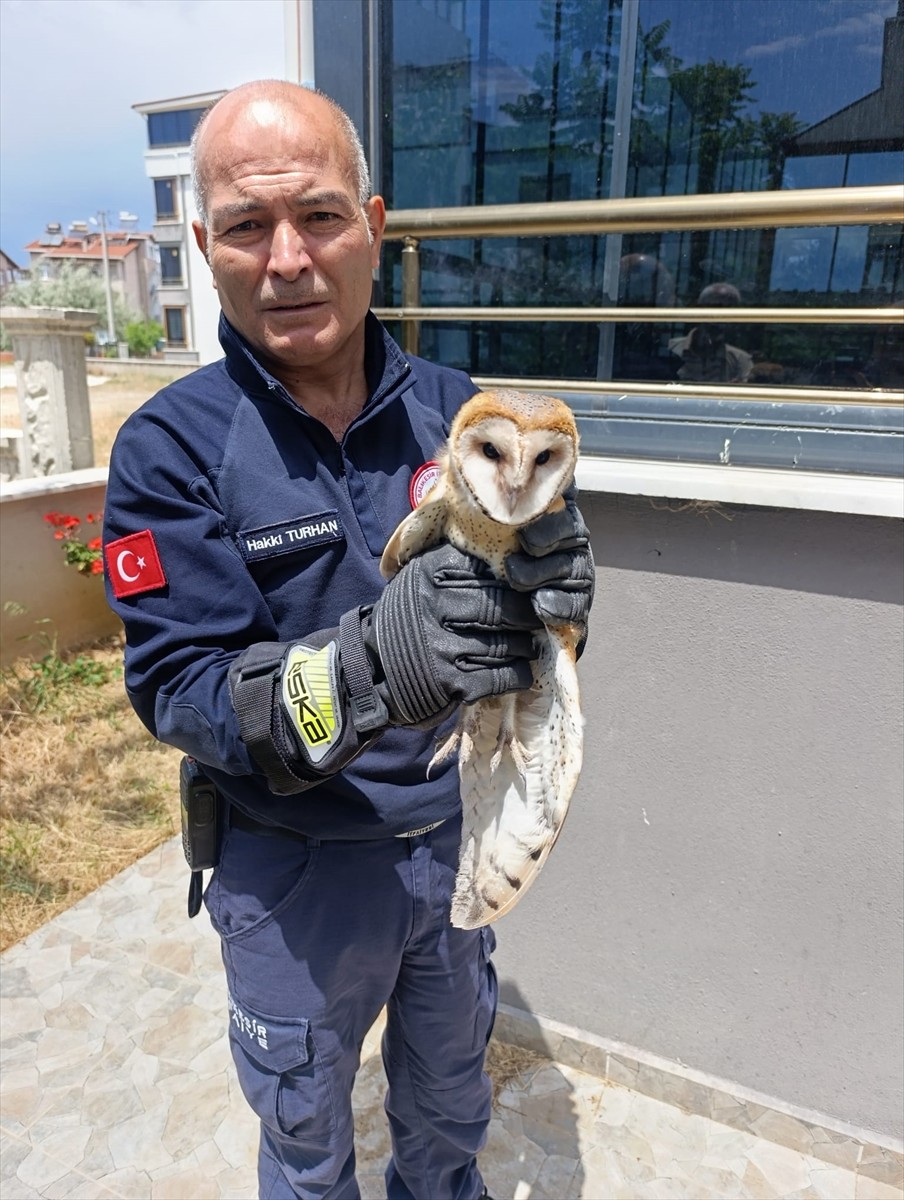  Balıkesir'in Burhaniye ilçesinde balkon pervazına takılarak yaralanan baykuş, itfaiye ekiplerince...