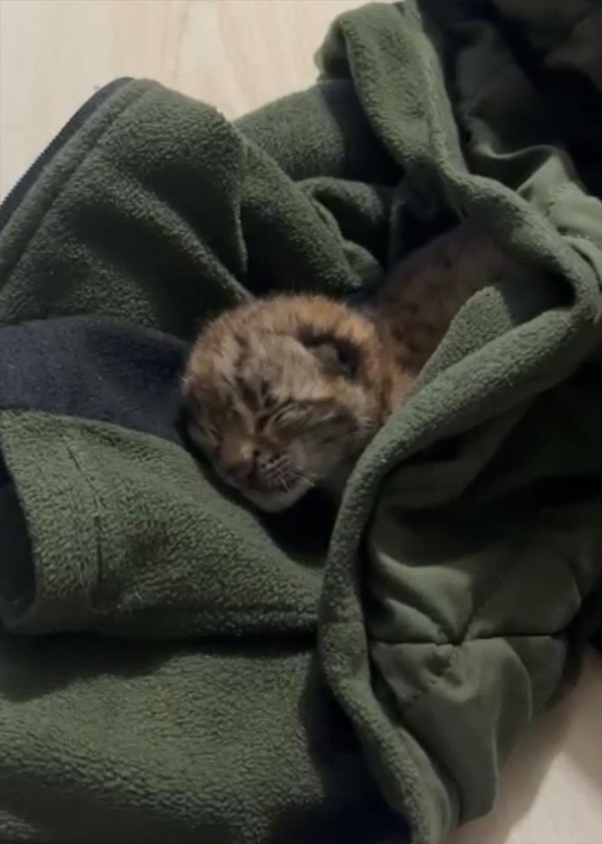 Bolu'da Göynük Orman İşletmesine bağlı orman muhafaza memurları, rutin koruma-kontrol devriyesi...