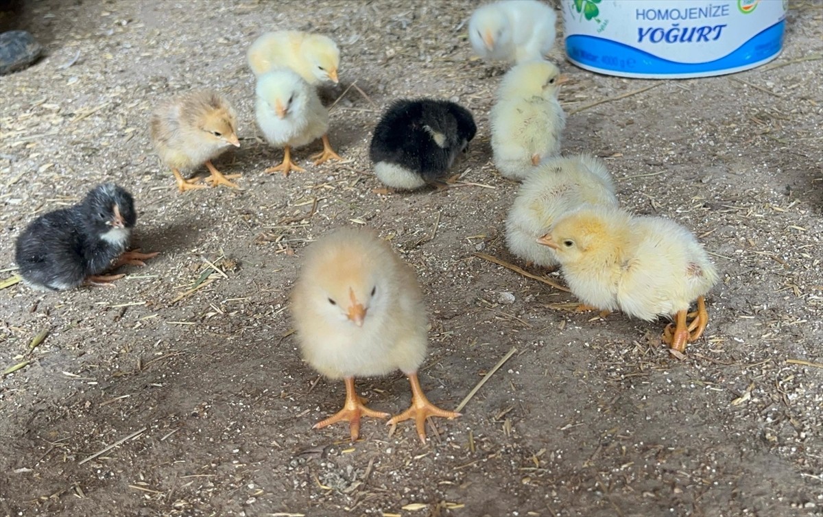Çankırı'nın Çerkeş ilçesinde besicinin kuluçkaya koyduğu yumurtadan 4 ayaklı civciv...