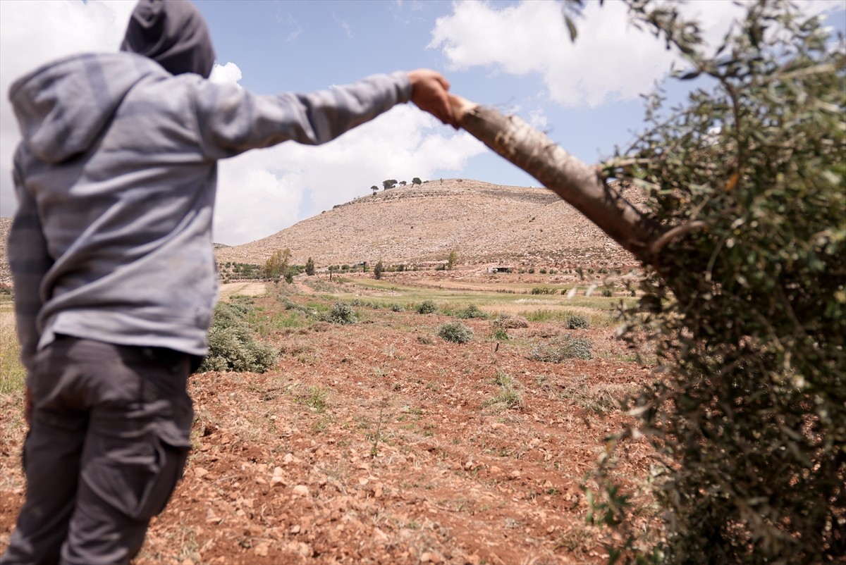 Filistin topraklarını gasbeden İsrailliler, işgal altındaki Batı Şeria'daki Ramallah kentinde...