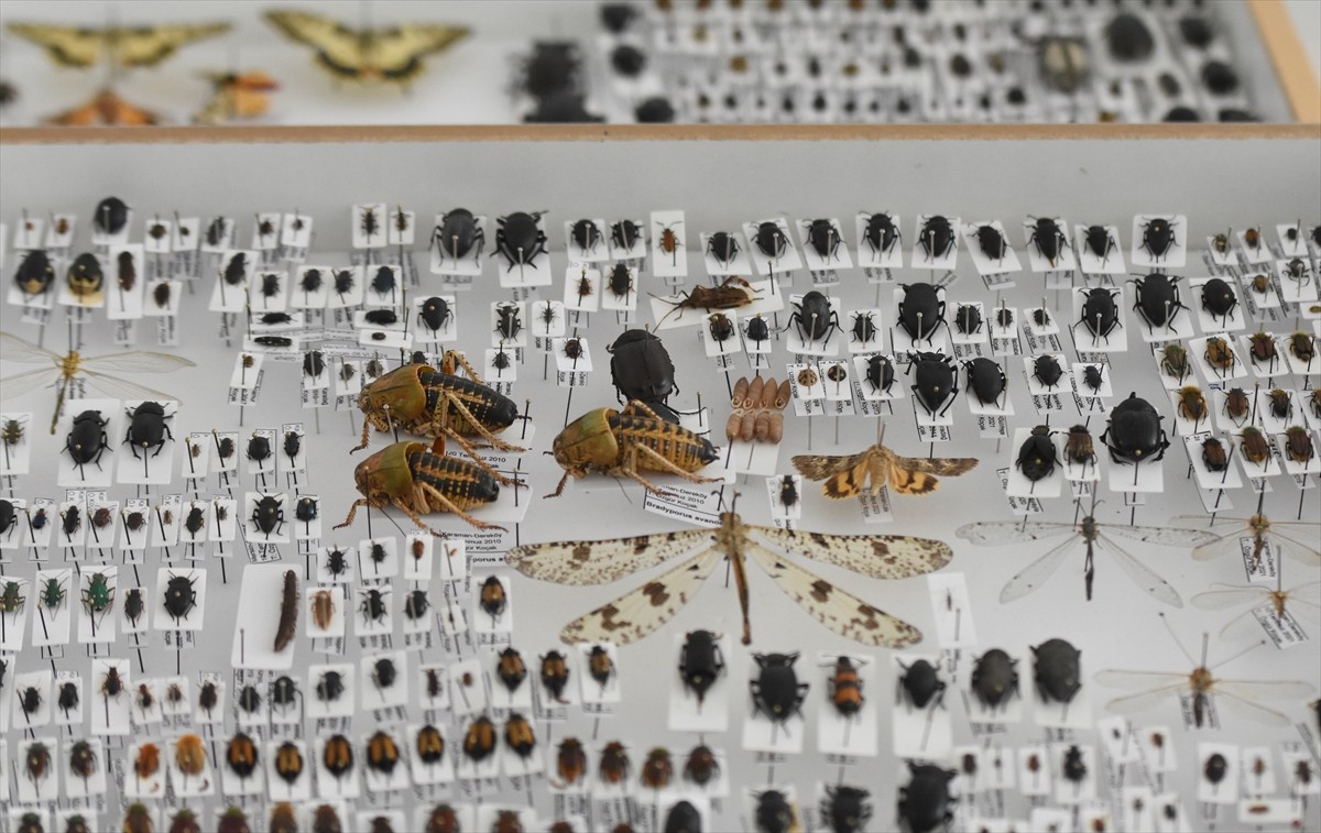 Karaman'da yaşayan jeoloji yüksek mühendisi 55 yaşındaki Özgür Koçak, kendisinin, eşinin, oğlunun...