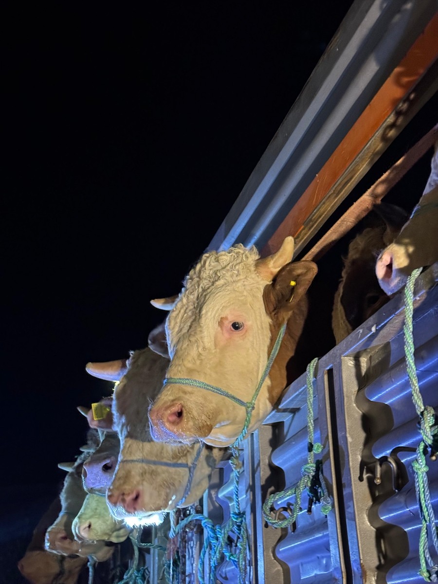 Kurban Bayramı'na sayılı günler kala İstanbul'a kurbanlık hayvan girişleri başladı. Kuzey Marmara...