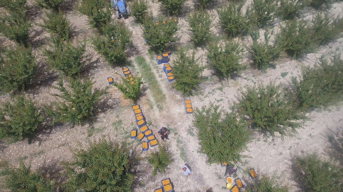 Mersin'de yetiştirildiği ilçenin adıyla tescillenen sofralık Mut kayısısı kilogramı 50 liradan...