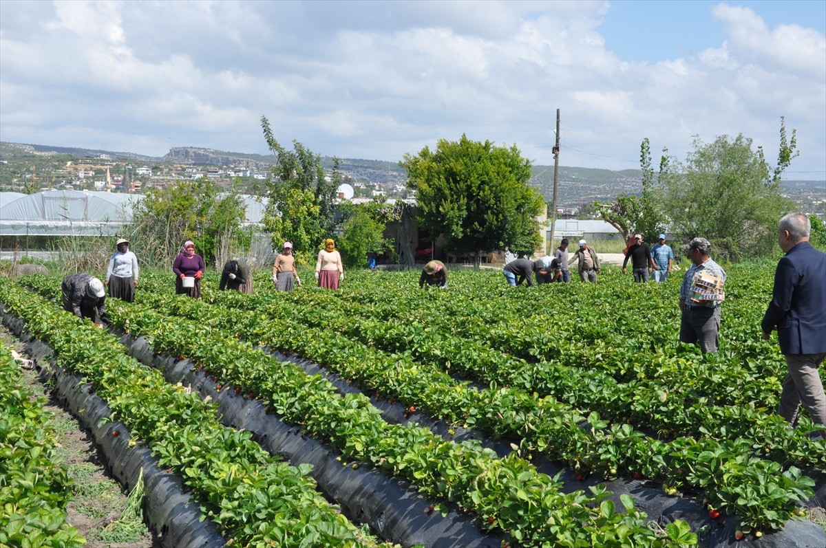 Mersin'in Silifke ilçesinde yetiştirilen ve adıyla tescillenen Silifke çileği, hasadın ardından iç...