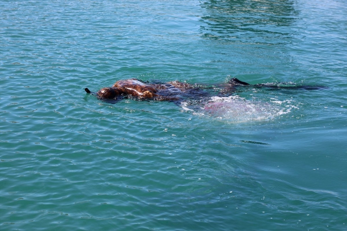 Muğla'nın Bodrum ilçesinde düzenlenen etkinlikte dalgıçlar, deniz dibindeki atıkları çıkardı....
