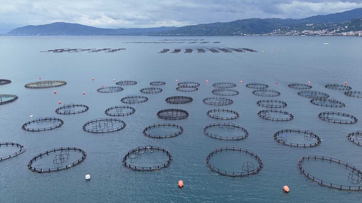 Ordu'da kafes balıkçılığı tesislerinde üretilen Türk somonunun bu yıl kent ekonomisine yaklaşık 1...