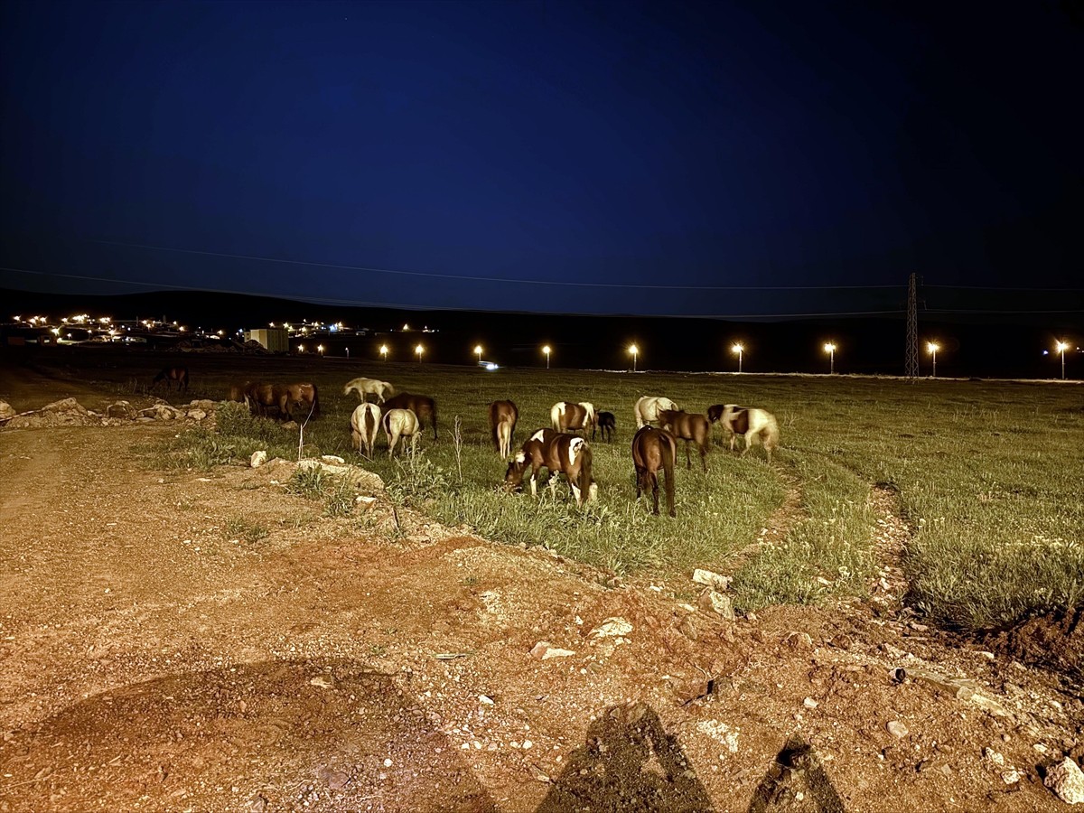 Ardahan'da yiyecek bulmak için kara yoluna inen yılkı atları nedeniyle ulaşım aksadı.
