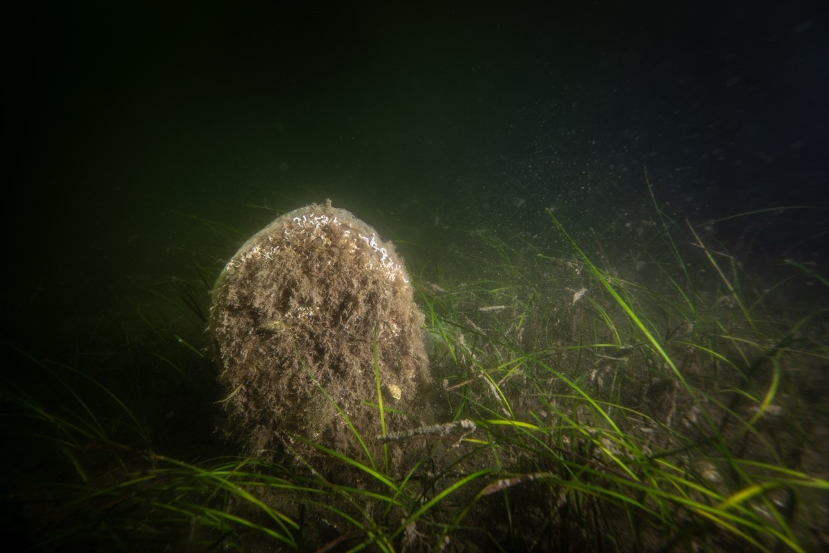 Borusan Holding, Dünya Çevre Günü kapsamında Gemlik Körfezi'nde "Müsilaj Farkındalık Etkinliği"...