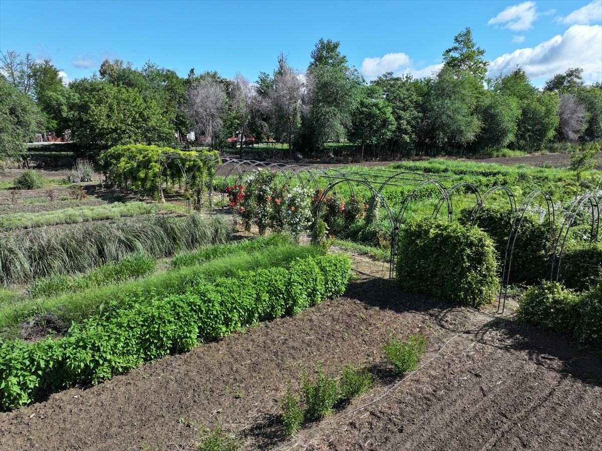 Edirne'de kokulu, rengarenk çiçek ve bitkilerin yer aldığı "Koku Tüneli" oluşturuldu. Tarım ve...