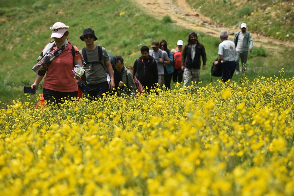 Gümüşhane'nin merkeze bağlı Sarıçiçek köyünde her yıl yaklaşık 20 gün görülebilen sarı çiçekler...