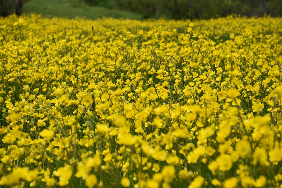 Gümüşhane'nin merkeze bağlı Sarıçiçek köyünde her yıl yaklaşık 20 gün görülebilen sarı çiçekler...