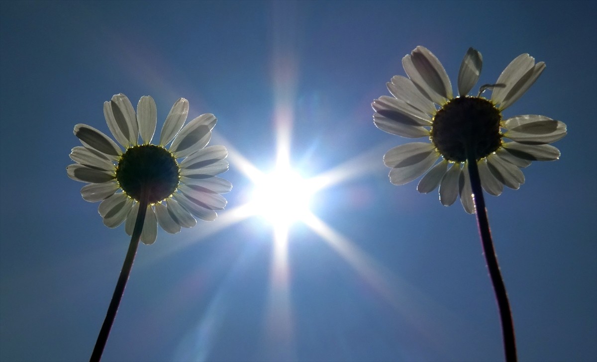 Kış mevsiminin uzun ve çetin geçtiği Kars'ın Sarıkamış ilçesinde mera ve çayırlıklar papatya...