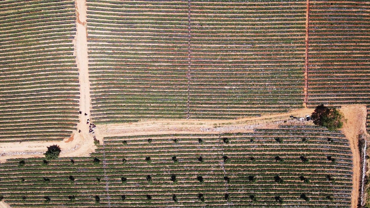 Muğla'da proje kapsamında yetiştirilen ve hasadı yapılan çilek, hem fiyatıyla hem de verimiyle...