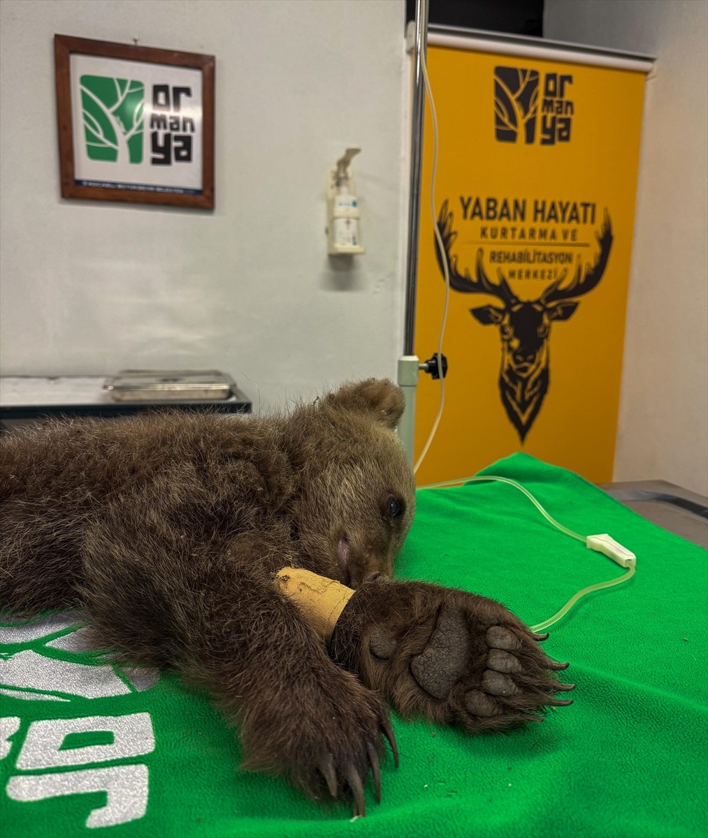 Sakarya'da vatandaşlar tarafından bitkin halde bulunan boz ayı, Kocaeli'deki Ormanya Yaban Hayatı...