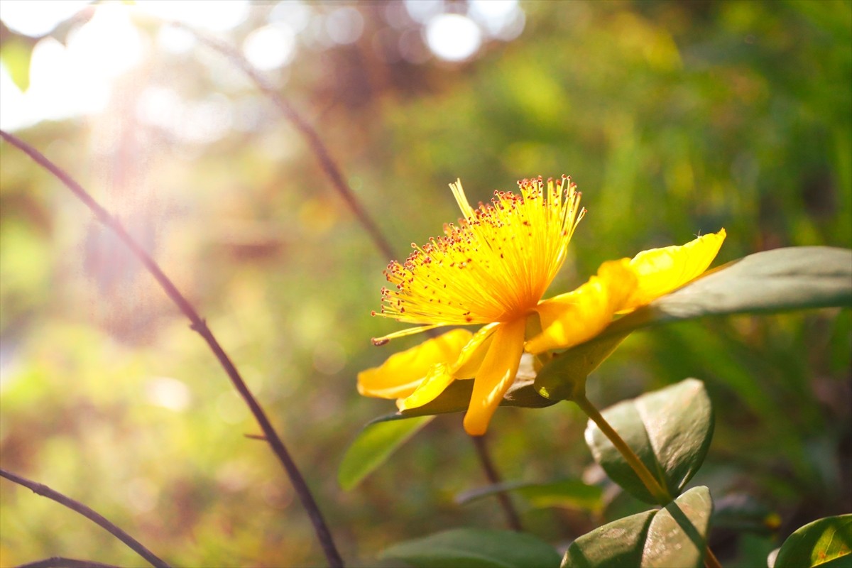 Sakarya'nın Kocaali ve Hendek ilçeleri arasında kalan 900 rakımlı Çam Dağı bölgesinde açan...
