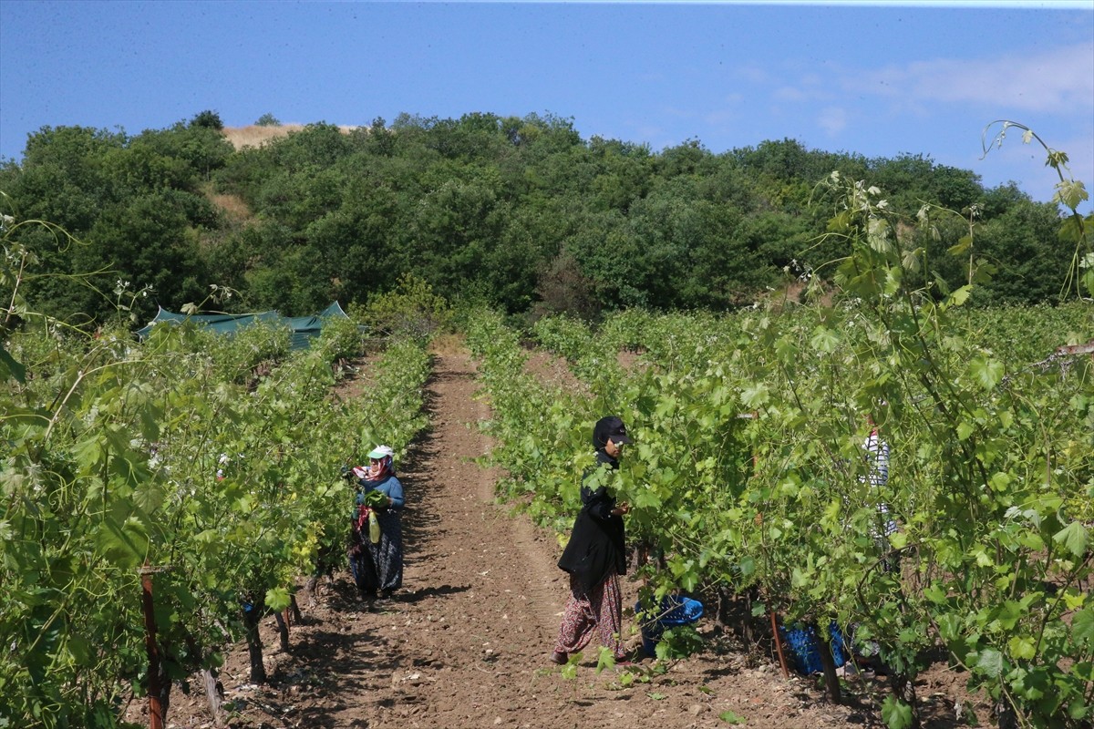 Tokat'ta coğrafi işaretli "narince" bağ yaprağının hasadı devam ediyor.