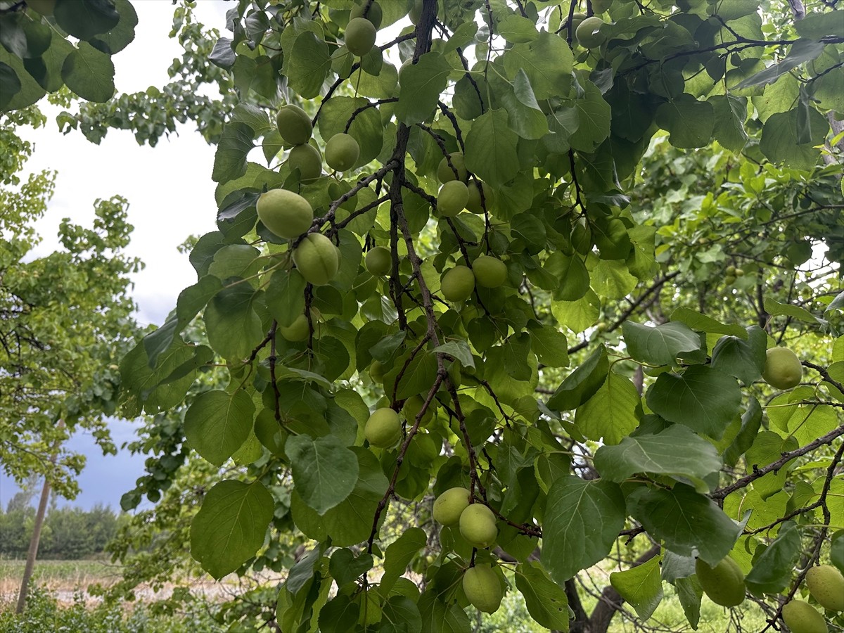 Türkiye'nin en kurak toprakları arasında yer alan Iğdır'da, ilkbahardaki yoğun yağışların...