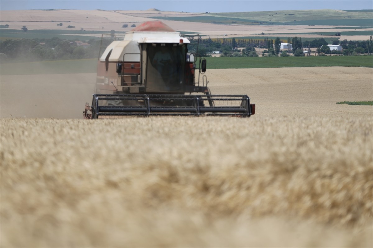 Türkiye'nin önemli hububat üretim merkezlerinden Edirne'de, üreticilerin buğday hasat mesaisi...