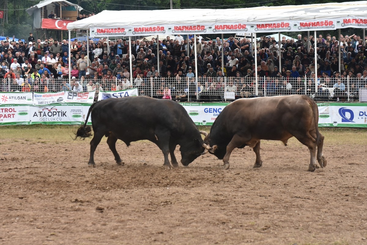 Artvin'de bu yıl 44'üncüsü düzenlenen "Kafkasör Kültür, Turizm ve Sanat Festivali" boğa...