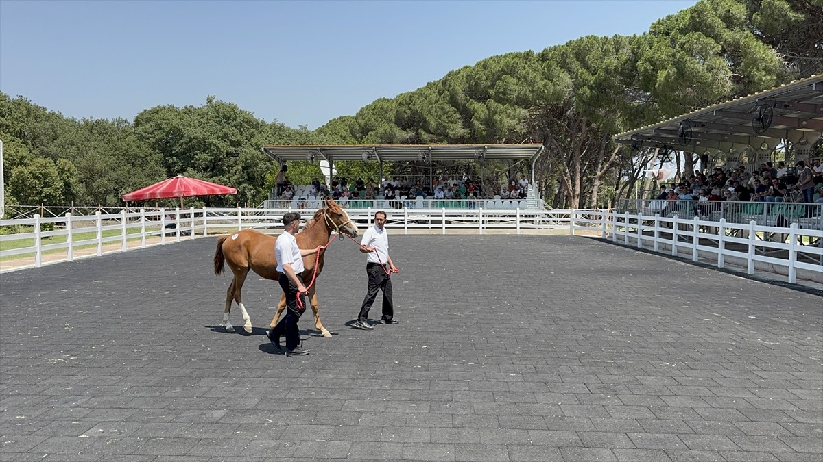 Bursa'da, Tarım İşletmeleri Genel Müdürlüğü (TİGEM) Karacabey Tarım İşletmesi tarafından...