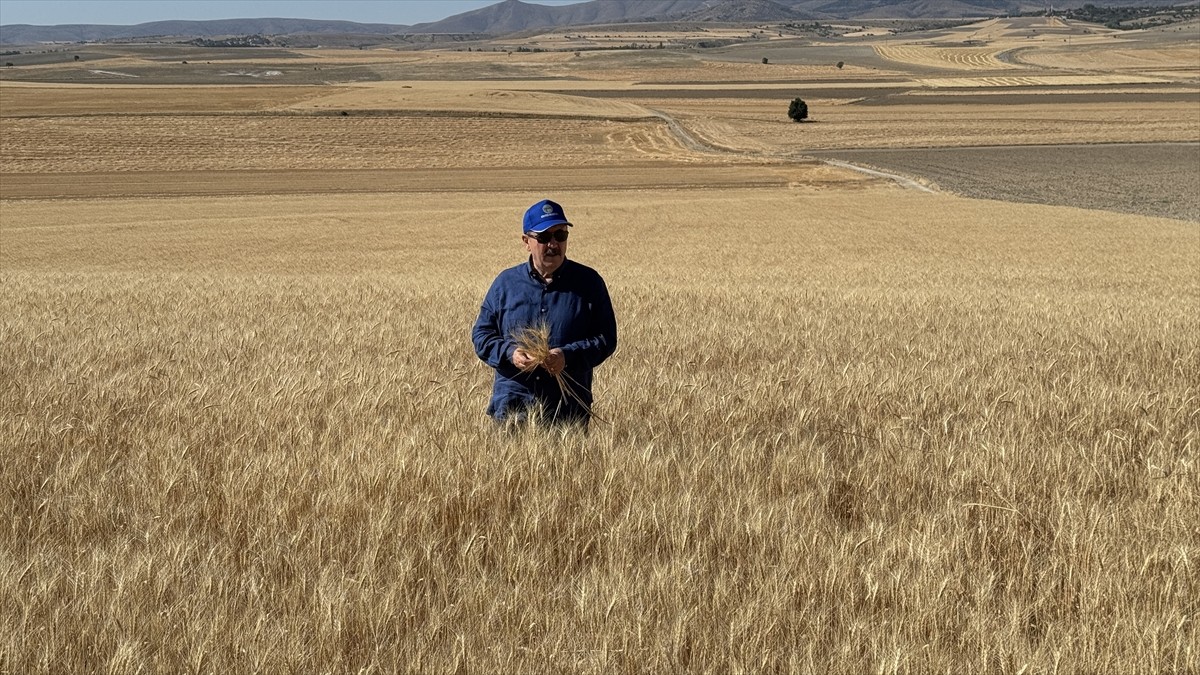 Büyük Birlik Partisi (BBP) Genel Başkanı Mustafa Destici, Eskişehir'de biçerdöverle buğday hasadı...