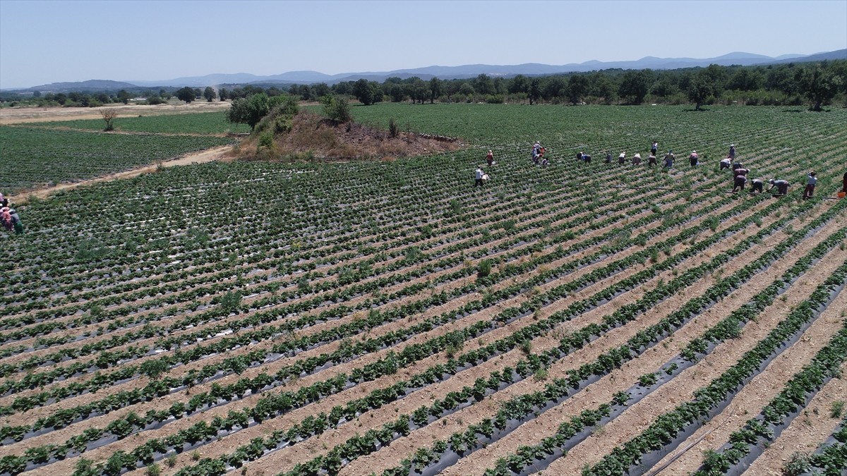 Çanakkale'nin Yenice ilçesinde, Kazdağları'nın eteklerindeki tarlalarda yetiştirilen ve bölgenin...