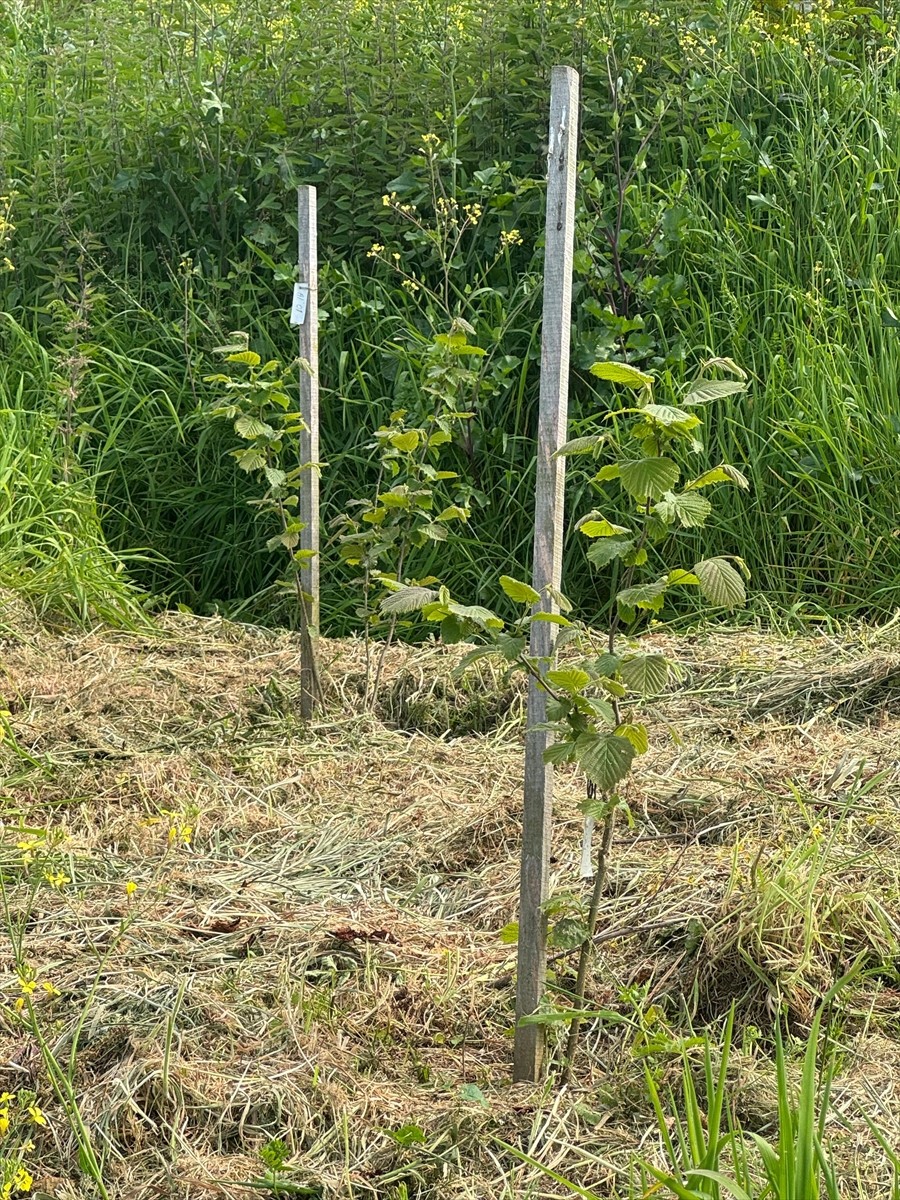 Fındık Araştırma Enstitüsünce (FAE) sürdürülen proje kapsamında, "Çakıldak fındık" türünden...