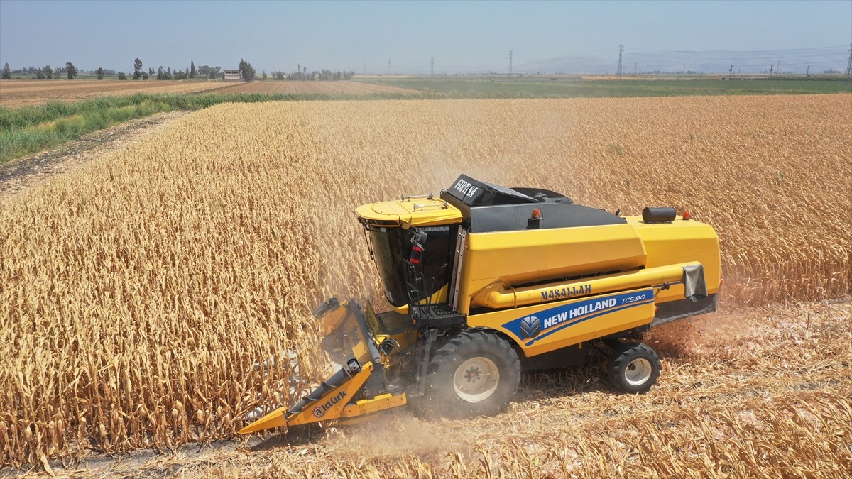 Hatay'daki Amik Ovası'nda yetiştirilen mısırda yılın ilk hasadı yapıldı. Amik Ovası'nda mart...
