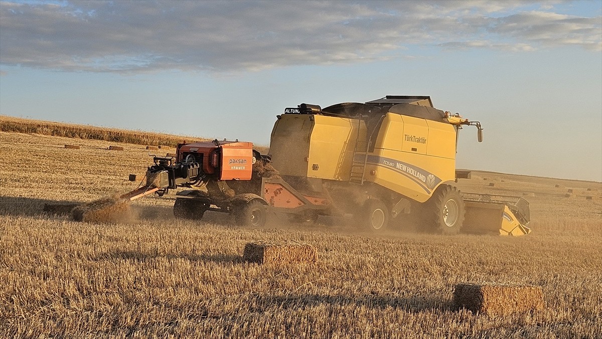 İlkbaharda Çankırı'ya göç eden leylekler, hasat edilen buğday tarlalarında böceklerin yanı sıra...