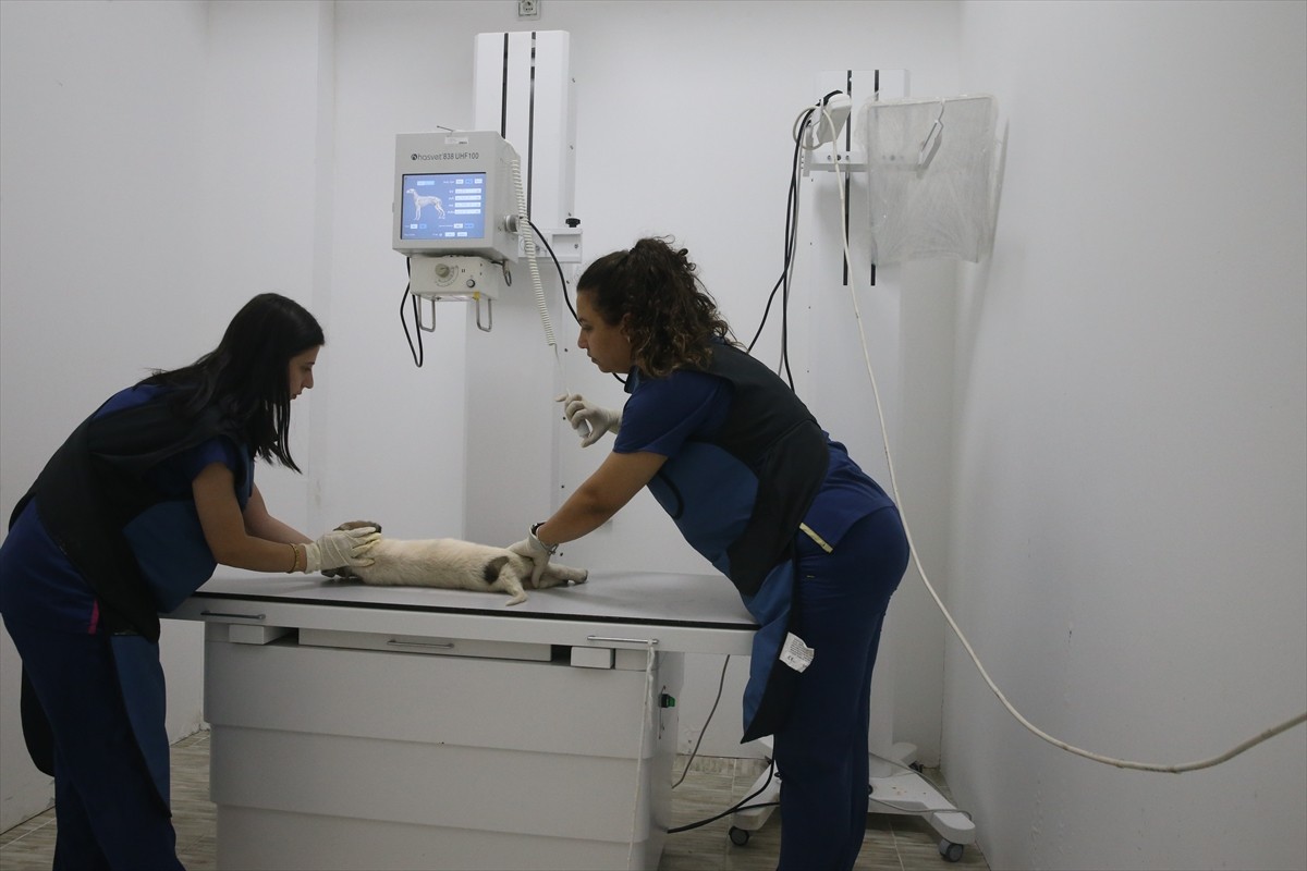 Kahramanmaraş'taki Kapıçam Sahipsiz Hayvan Bakımevi'nde son 6 ayda 2 bin 329 hayvan tedavi edildi....