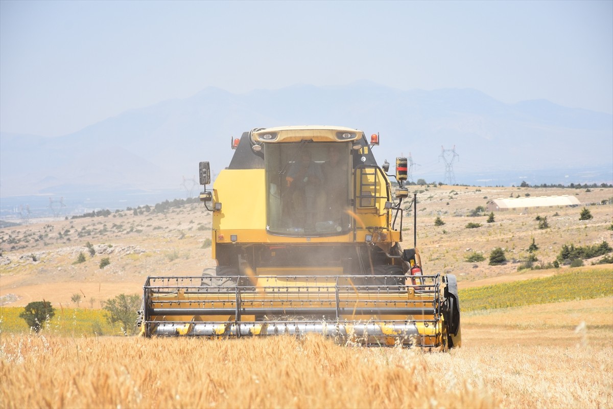 Karaman'da yerli tohum çeşitleri kullanılarak ekimi yapılan buğdayın hasadı gerçekleştirildi. Vali...