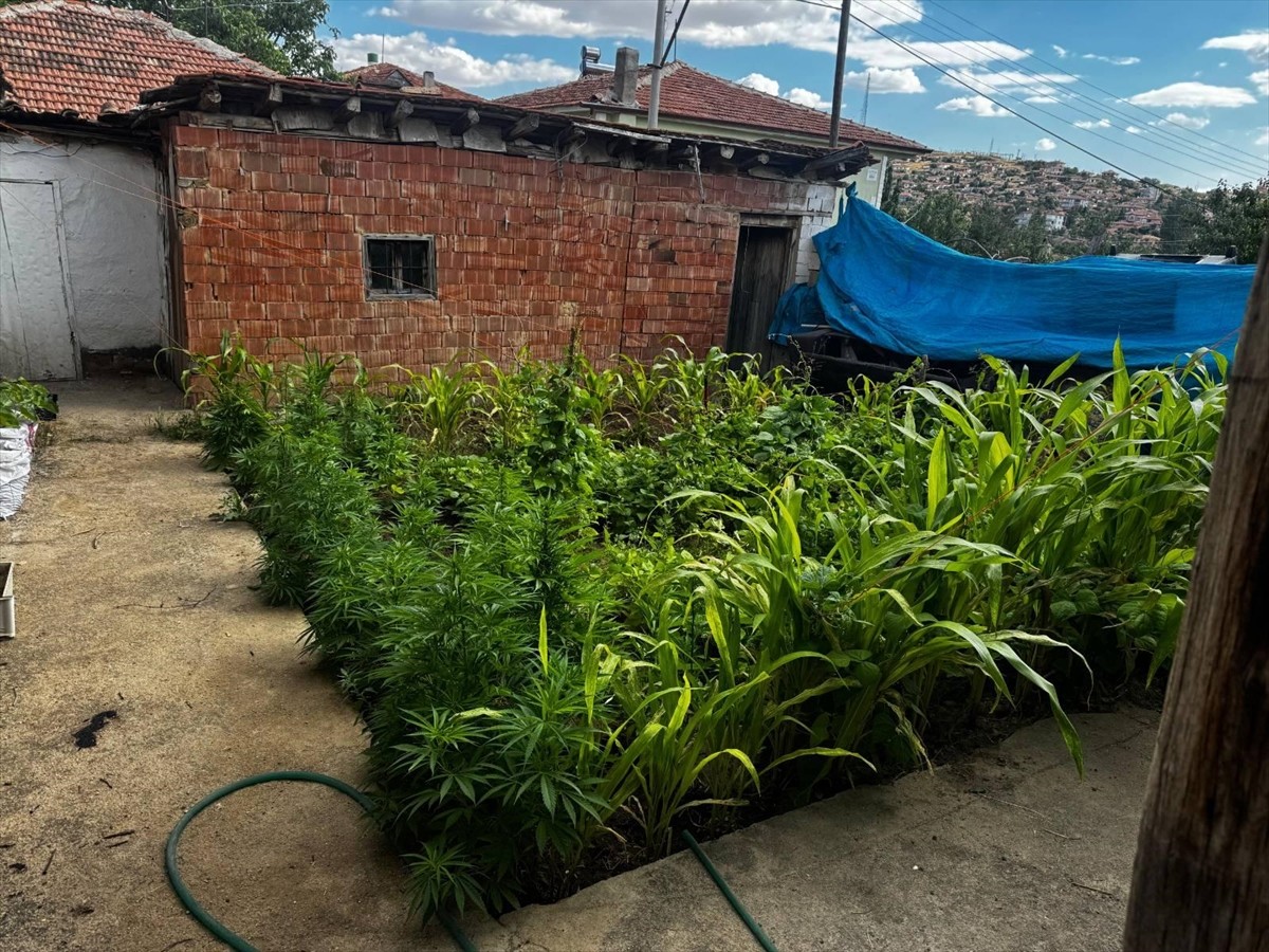 Kırıkkale'de jandarma ekiplerince merkez ve Keskin ilçesinde düzenlenen operasyonda 1079 kök...