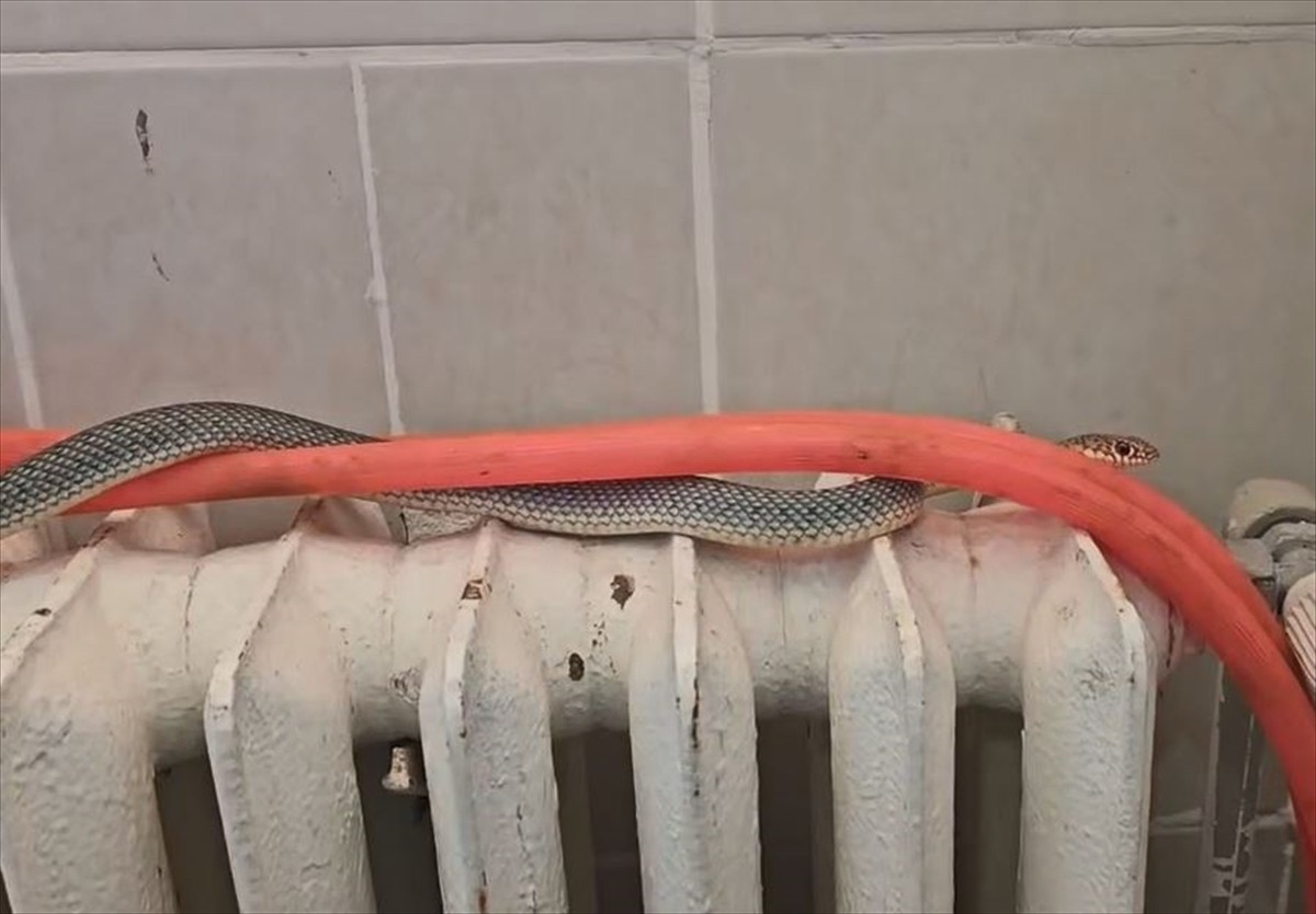 Kütahya'da restoranın tuvaletinde bulunan yılan, ekiplerce yakalanarak doğal ortamına...