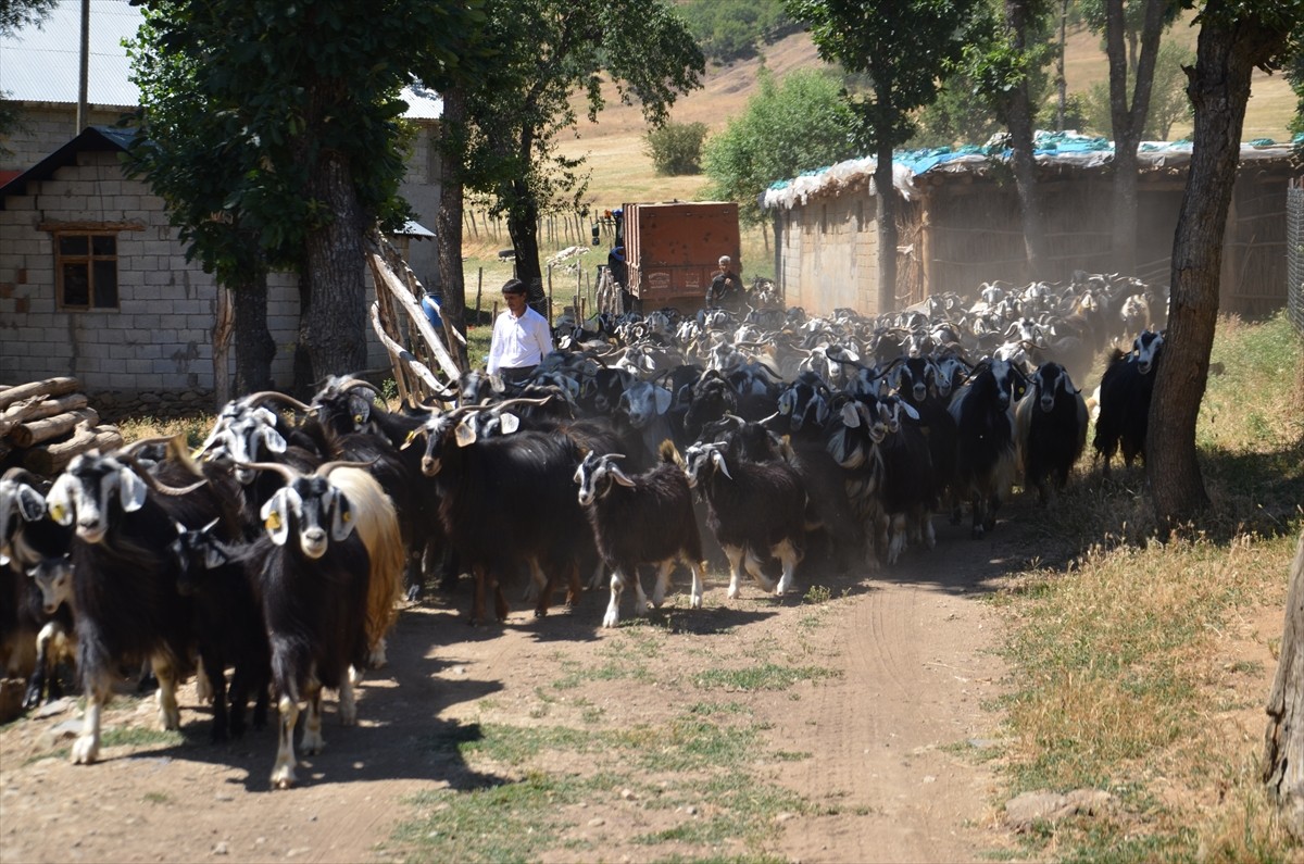 Muş Tarım ve Orman Müdürlüğü ekipleri, kentteki küçükbaş hayvanların aşılarını yapıyor...