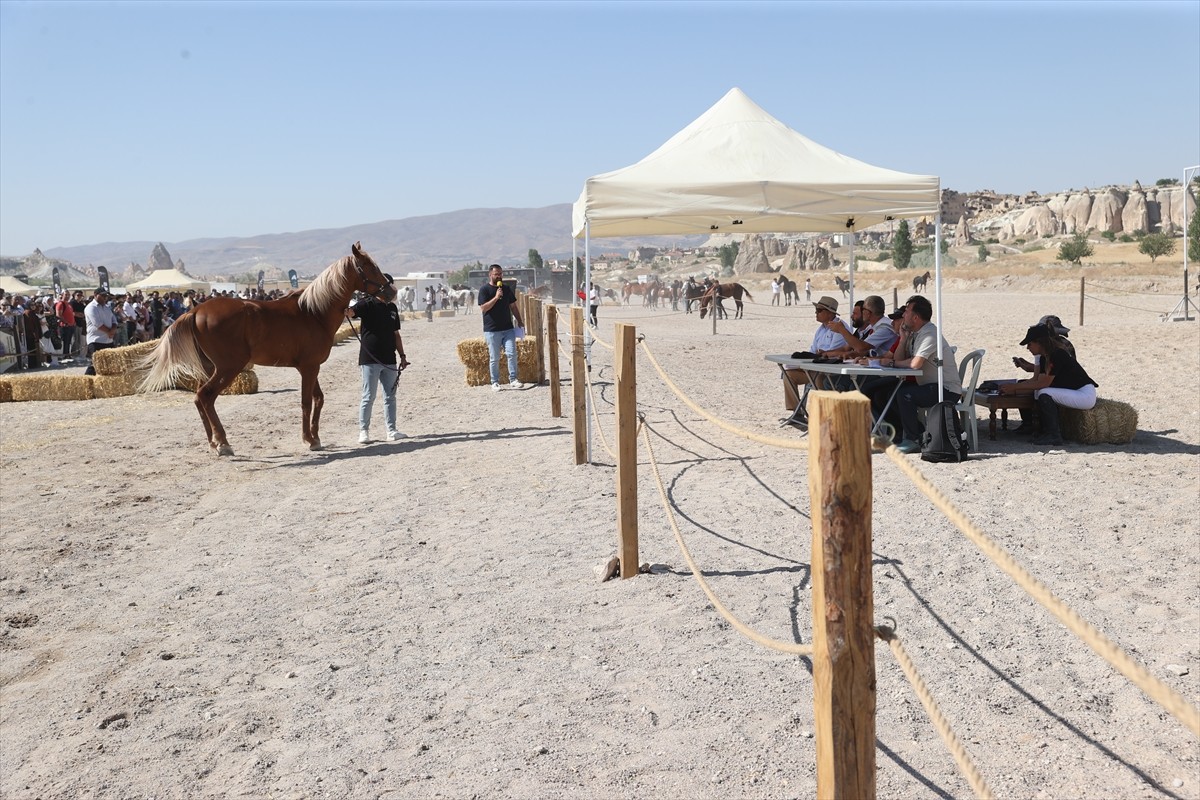 Nevşehir'de düzenlenen "Kapadokya At ve Atçılık Kültürü Festivali" kapsamında "At Güzellik...