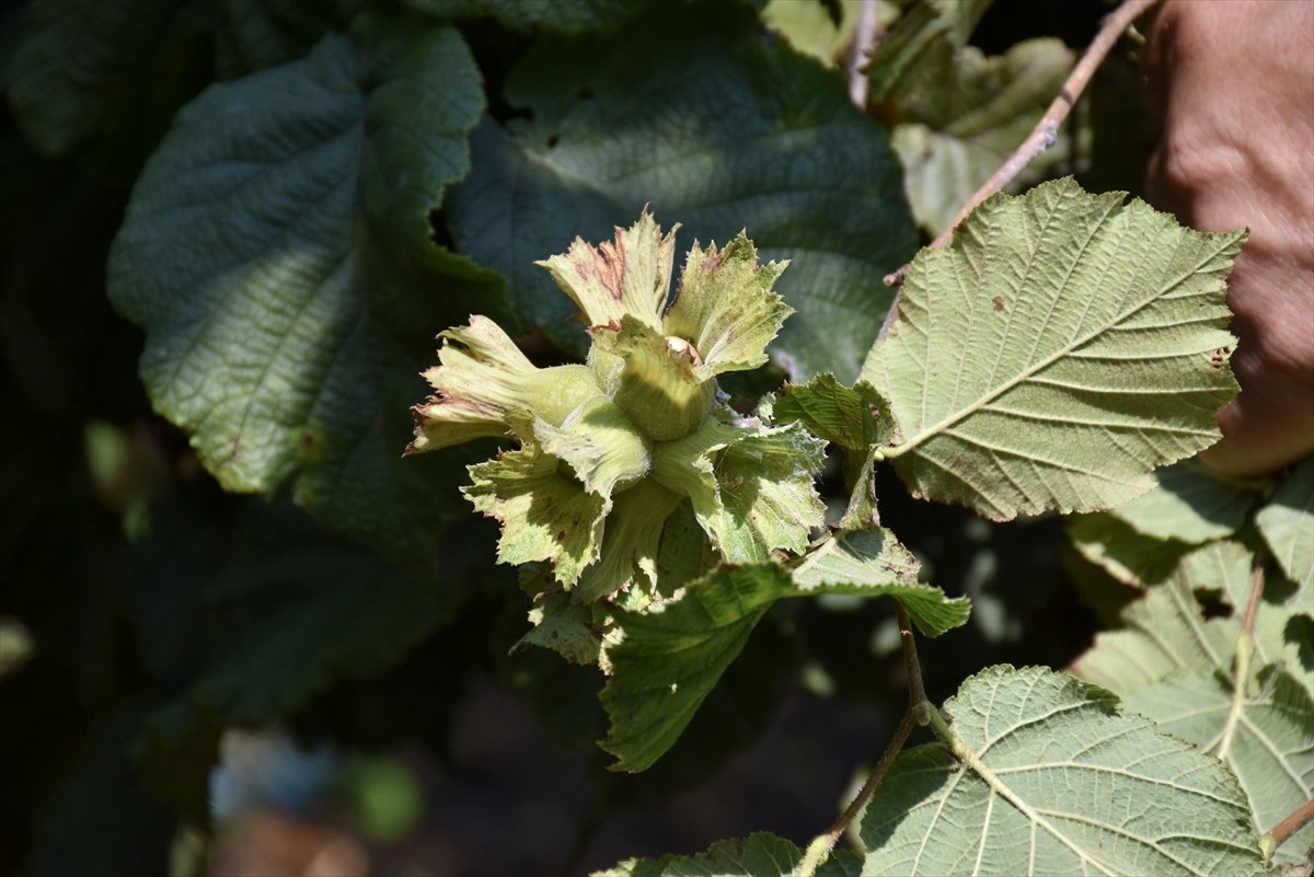 Ordu'da sahil kesiminde fındık hasadı 4 Ağustos'tan itibaren yapılacak. Ordu Ziraat Odaları İl...